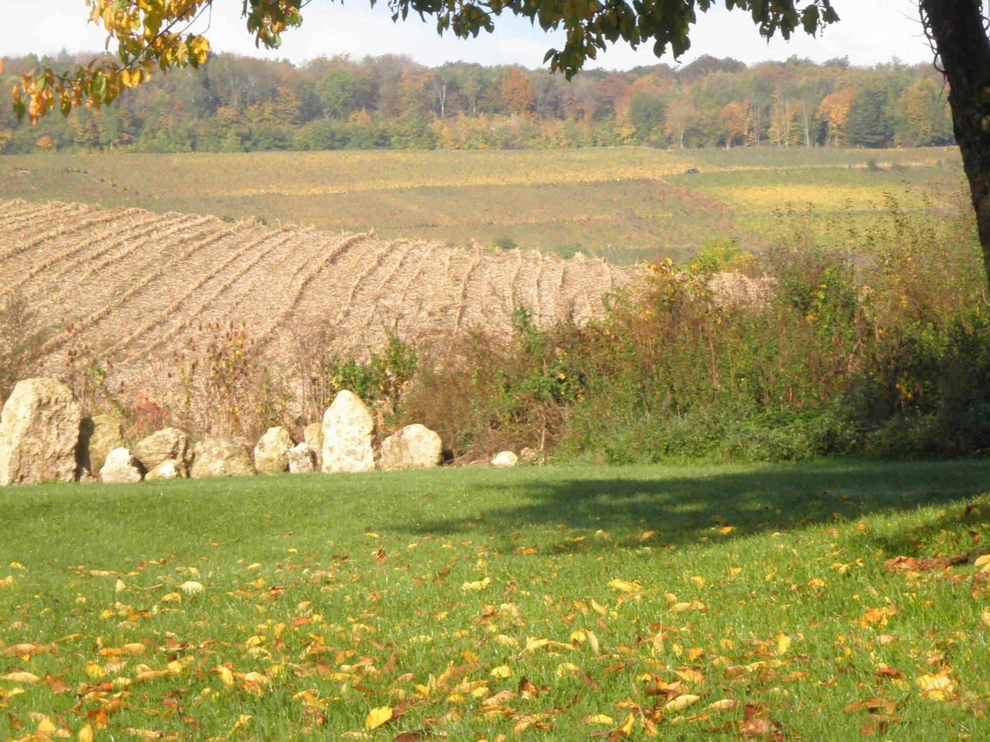 Domaine Du Moulin De L'Etang Bed and Breakfast Châtillon-sur-Marne Buitenkant foto