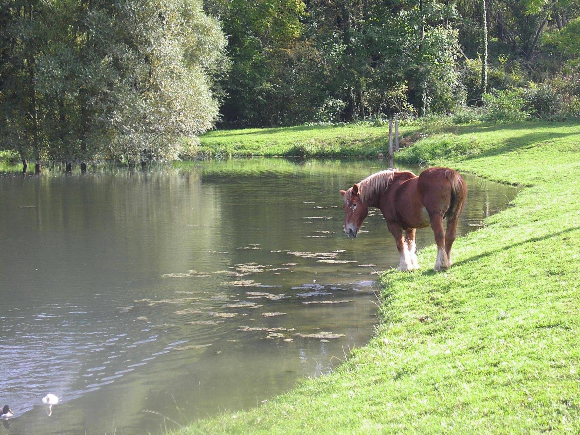 Domaine Du Moulin De L'Etang Bed and Breakfast Châtillon-sur-Marne Buitenkant foto